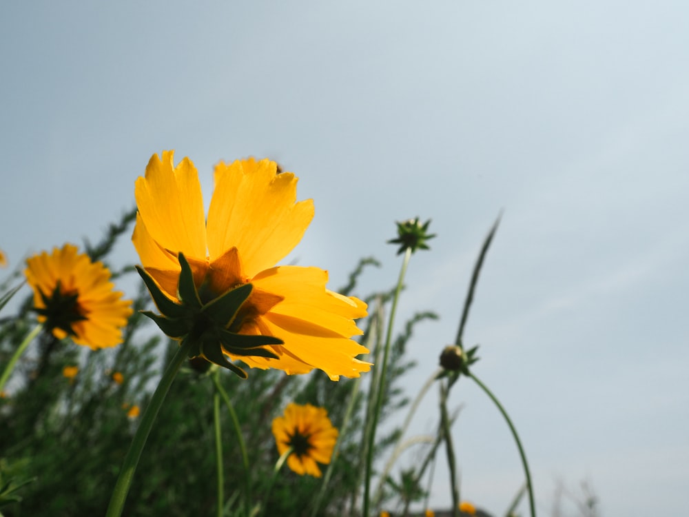 photo of yellow flowers
