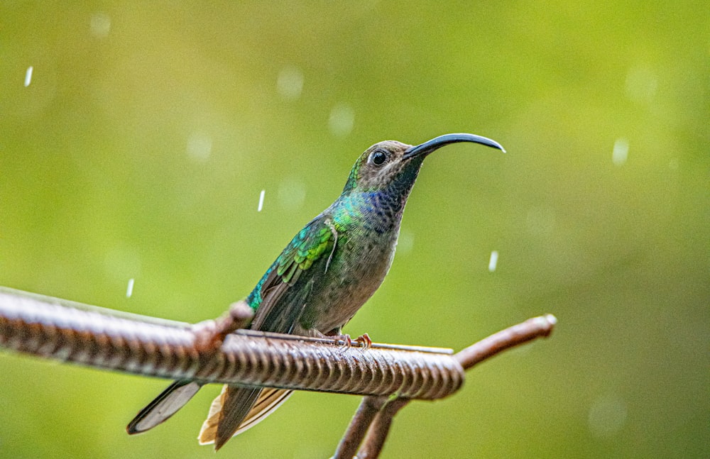 selective focus photography of hummingbird on metal bar