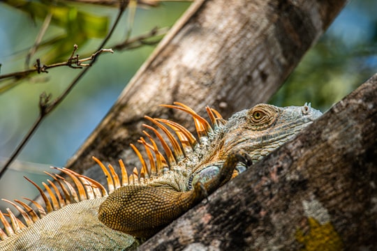 photo of brown and yellow iguana in Parque Nacional Palo Verde Costa Rica