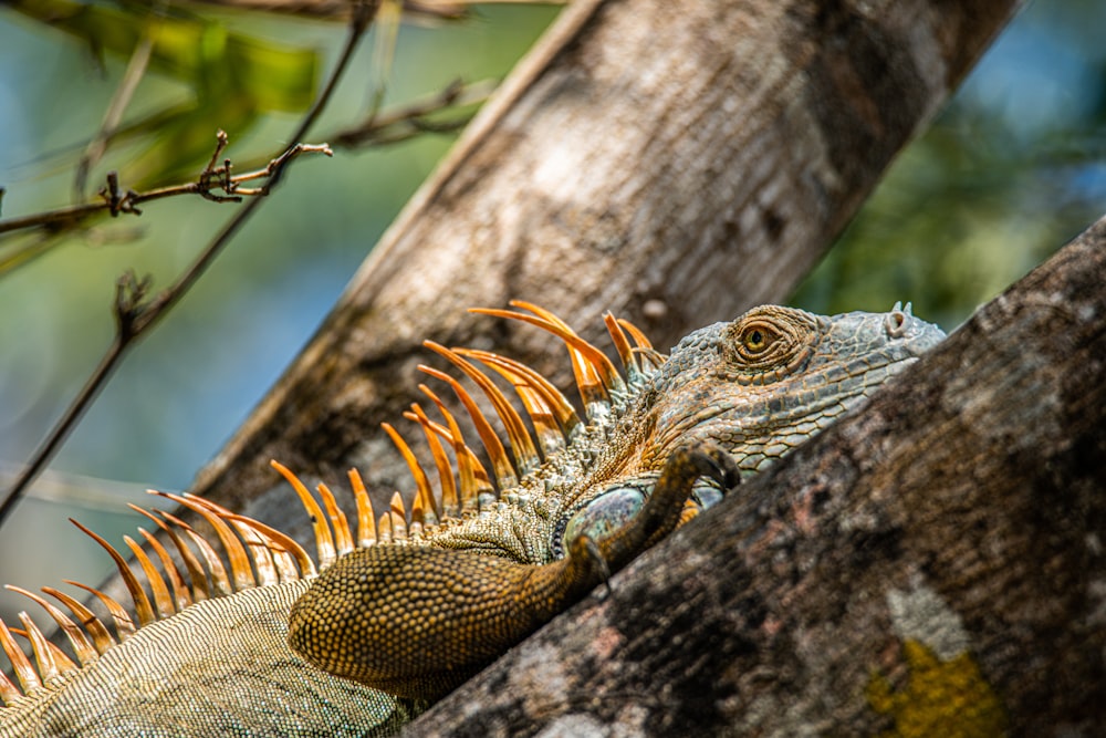 photo of brown and yellow iguana