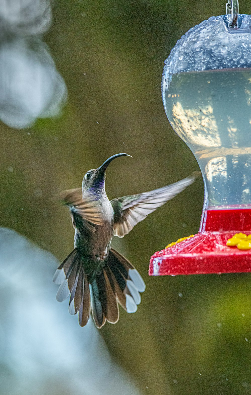 white and brown humming bird midair