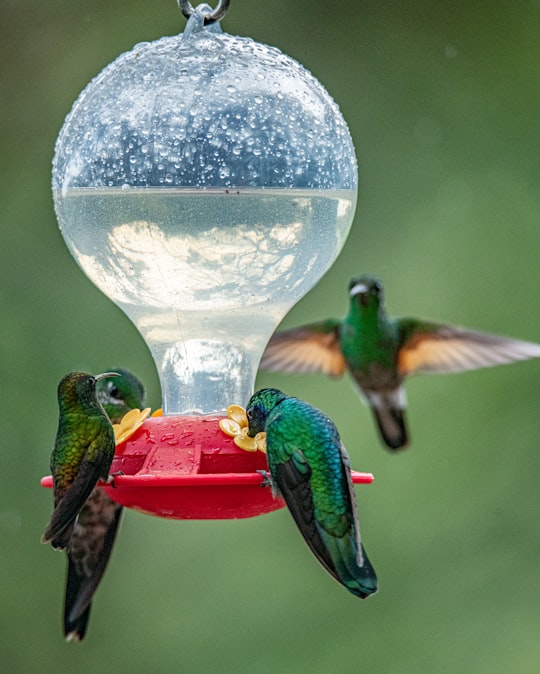 four humming birds beside bird feeder in Puntarenas Province Costa Rica