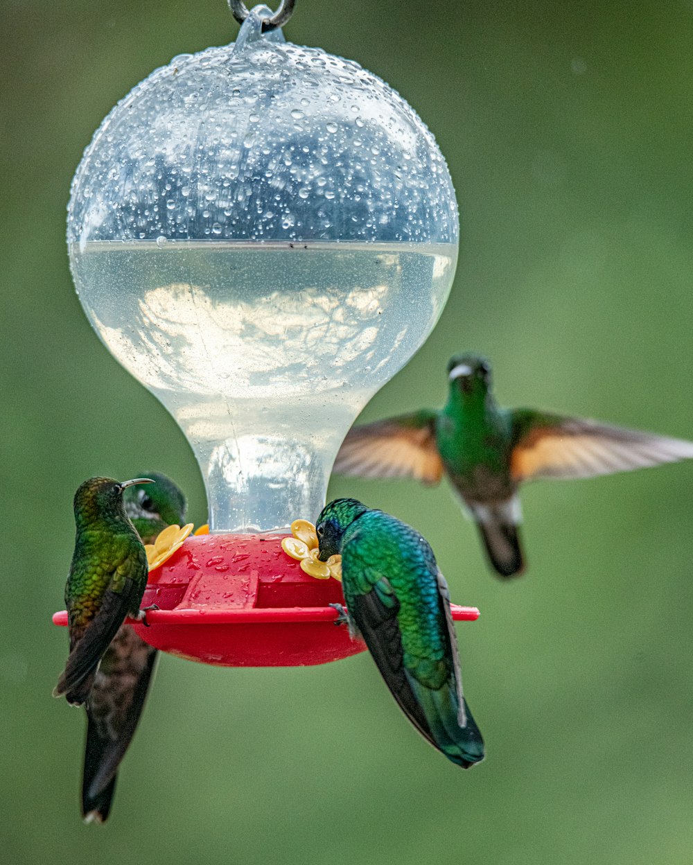 four humming birds beside bird feeder