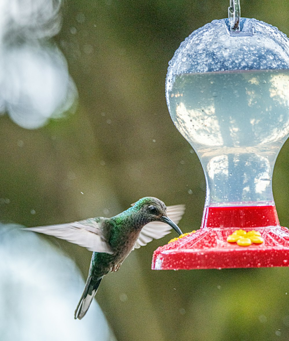 hummingbird hovering by drinking container