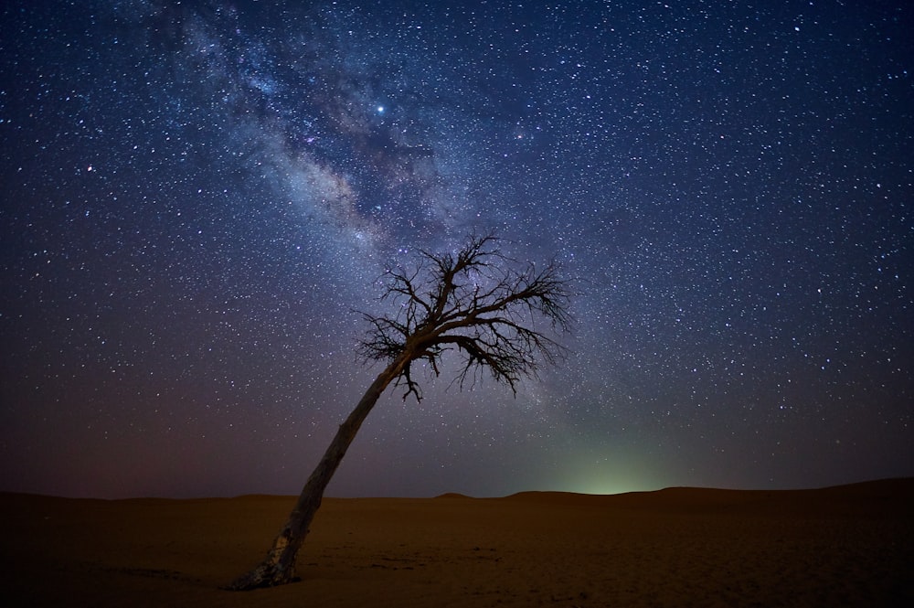 bare tree on sand dune