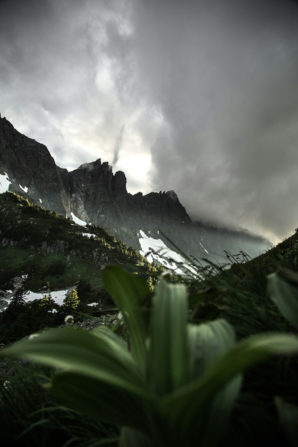 selective color of plant with view of mountains