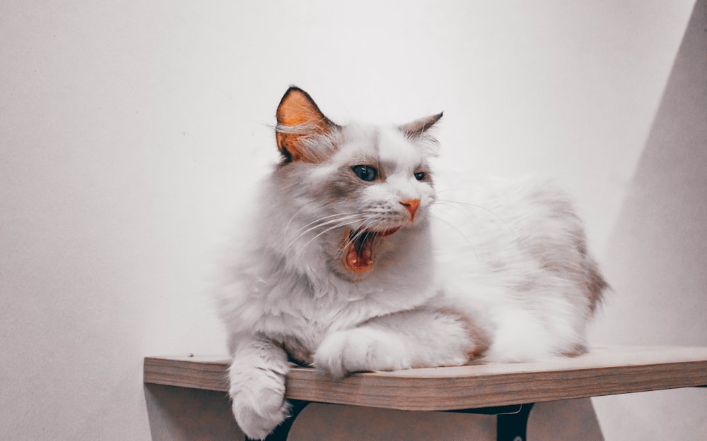 long-haired white cat yawns on floating shelf