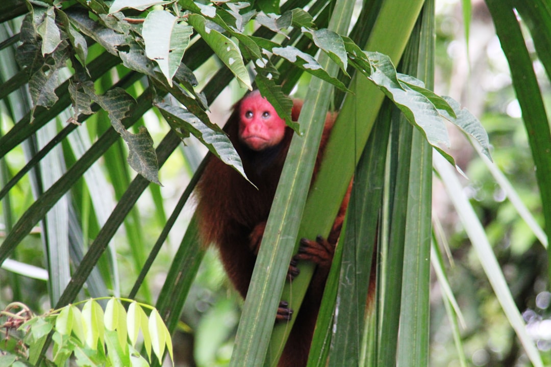 monkey. uakari.Iquitos.
