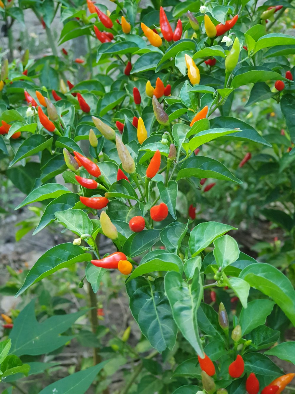red chili pepers