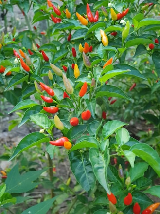 A lush plant covered with numerous small chili peppers in varying shades of red, orange, and green. The leaves appear vibrant and healthy, indicating a thriving plant in a natural setting.
