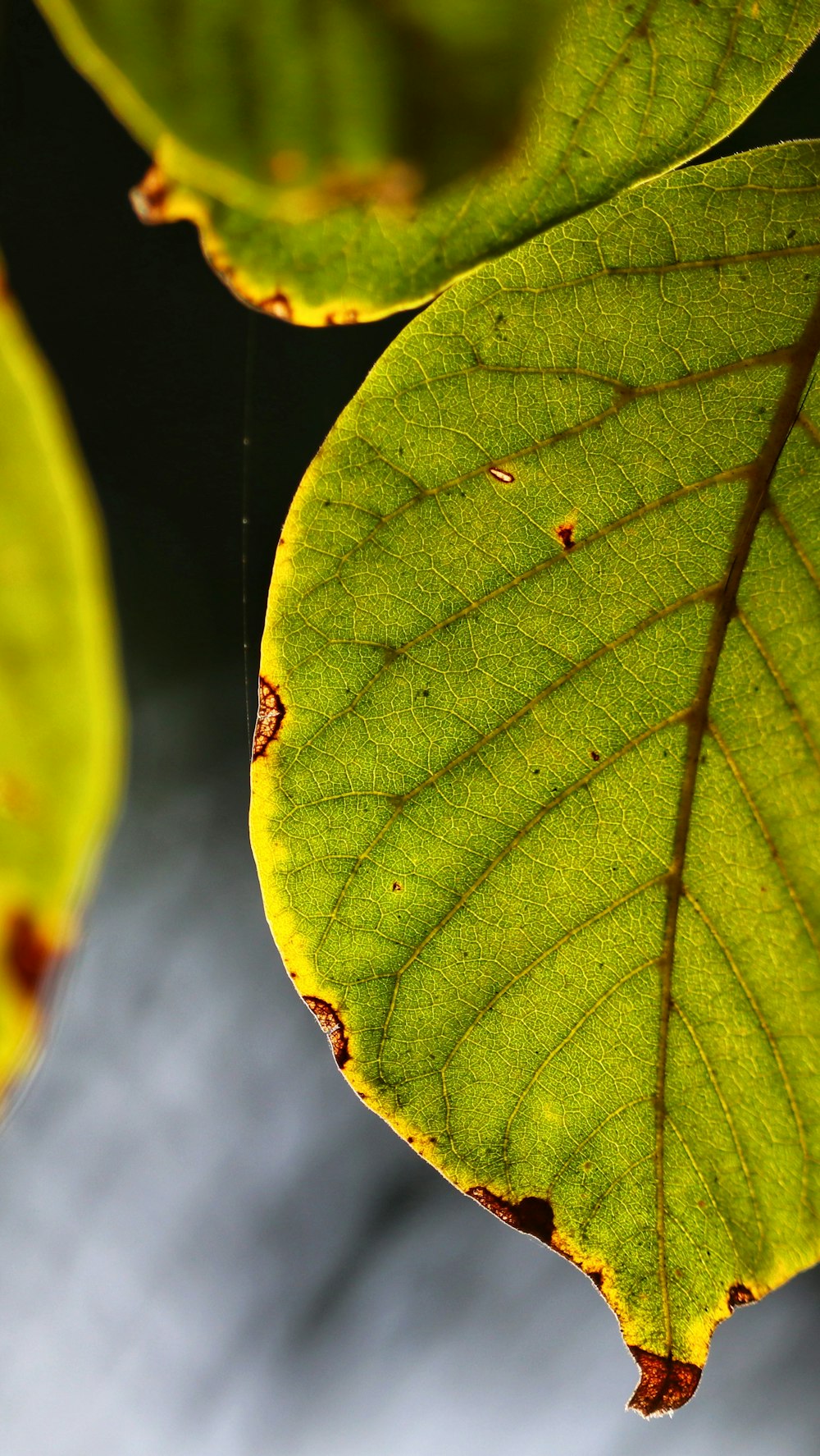 photo of green leaf