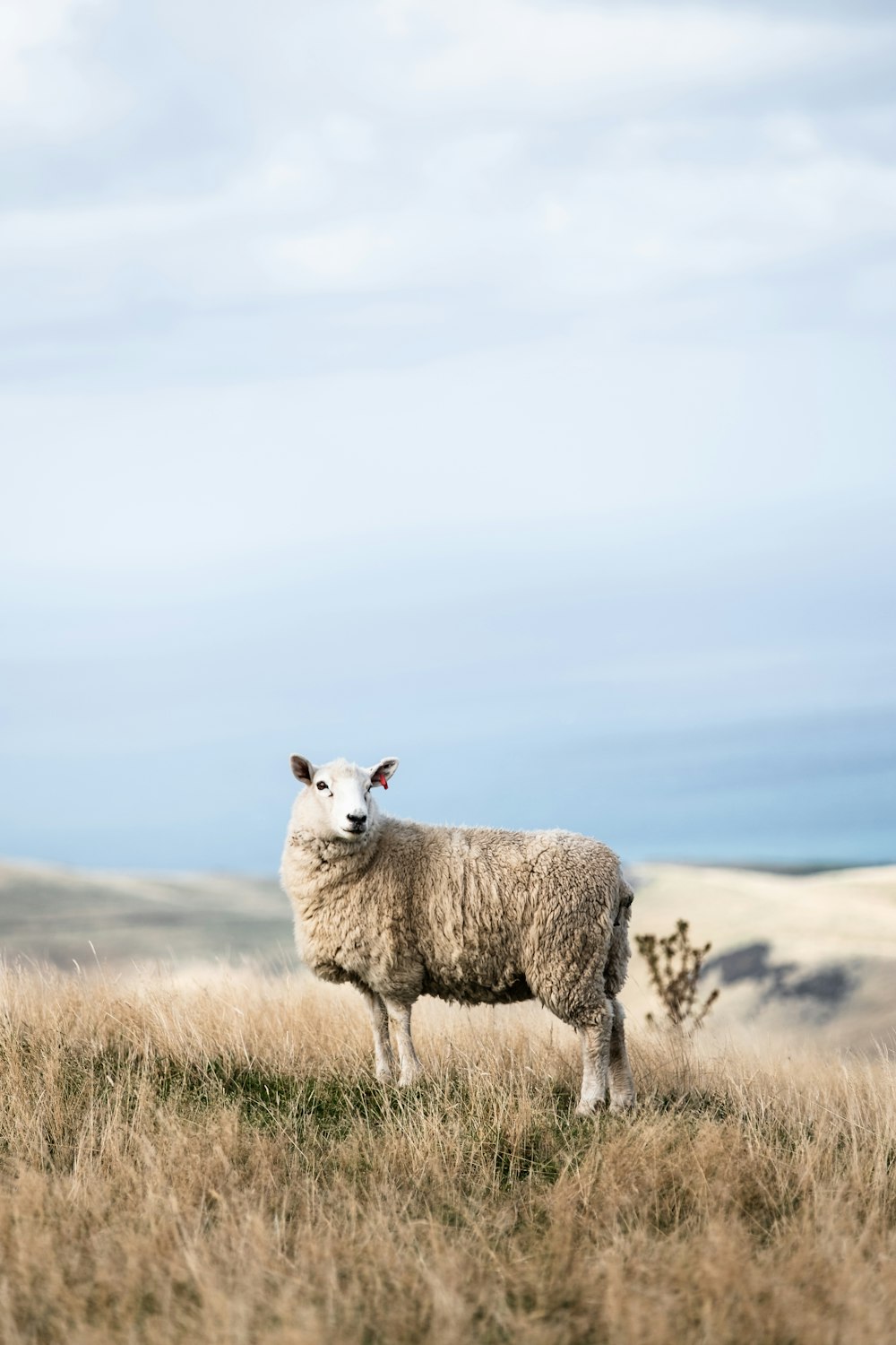 white sheep on field