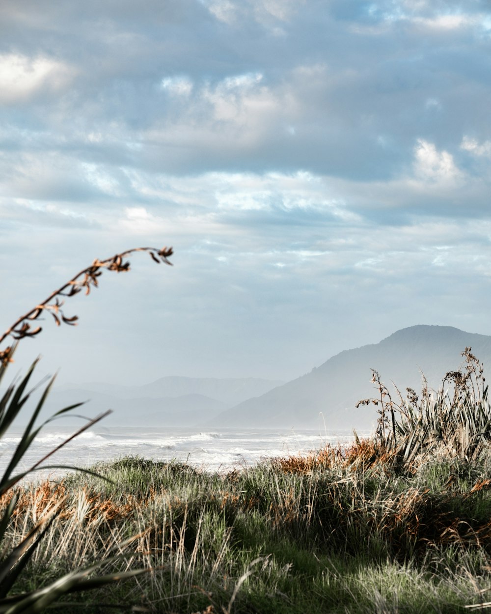 grass field beside sea