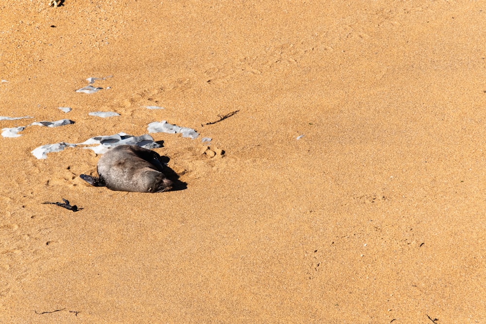 seal lying on sand