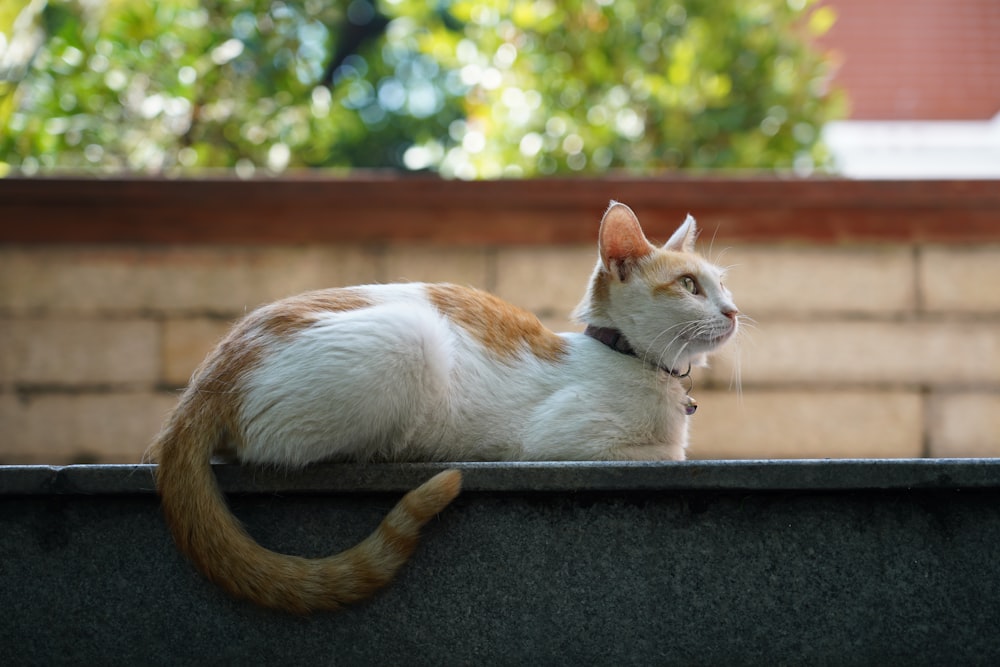 white and orange cat on ledge