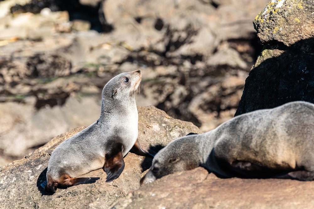 seal on rocks