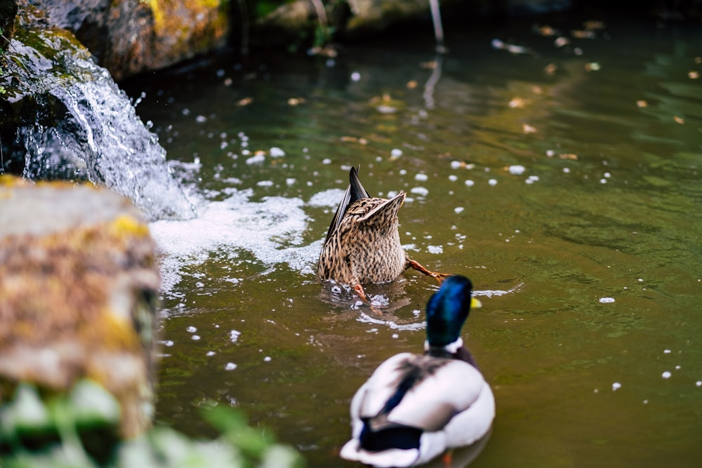 white and blue Mallard duck