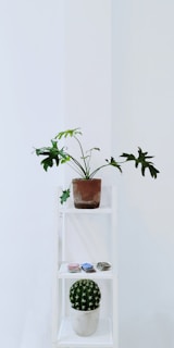 green leaf plant