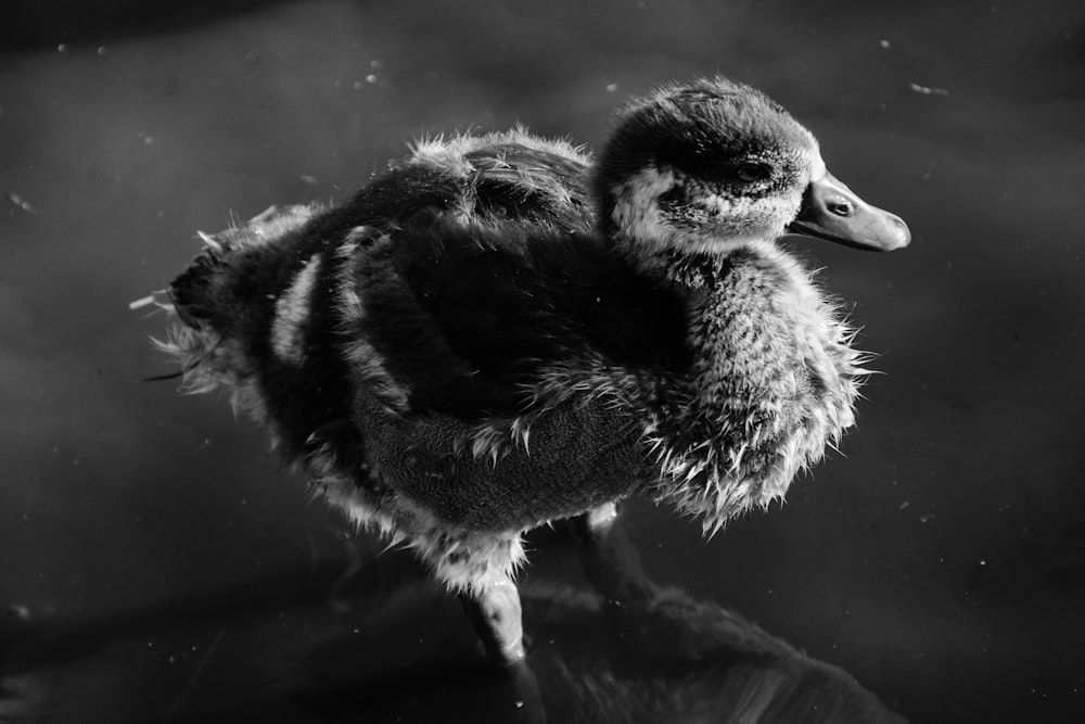 greyscale photography of duckling