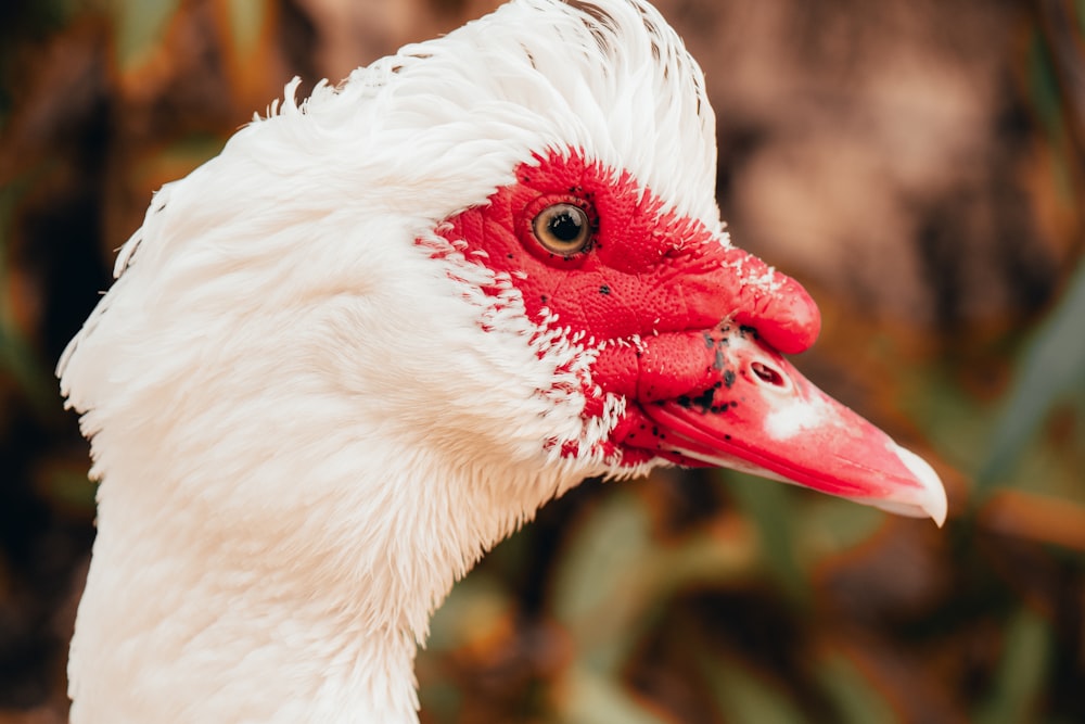 close up photography of white duck