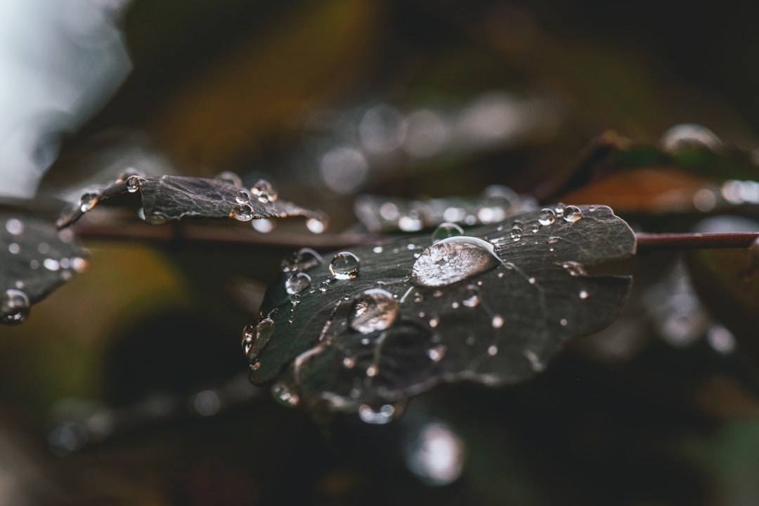 close up photography of water drops on leaf