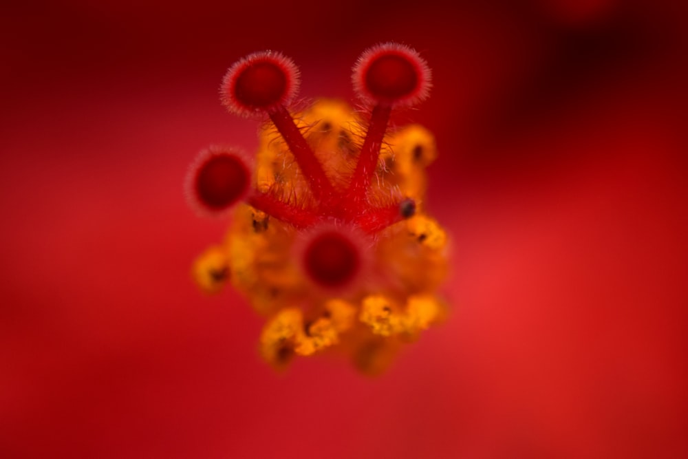 a close up of a red and yellow flower