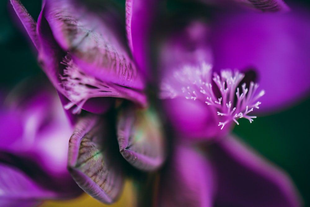 purple leafed plant