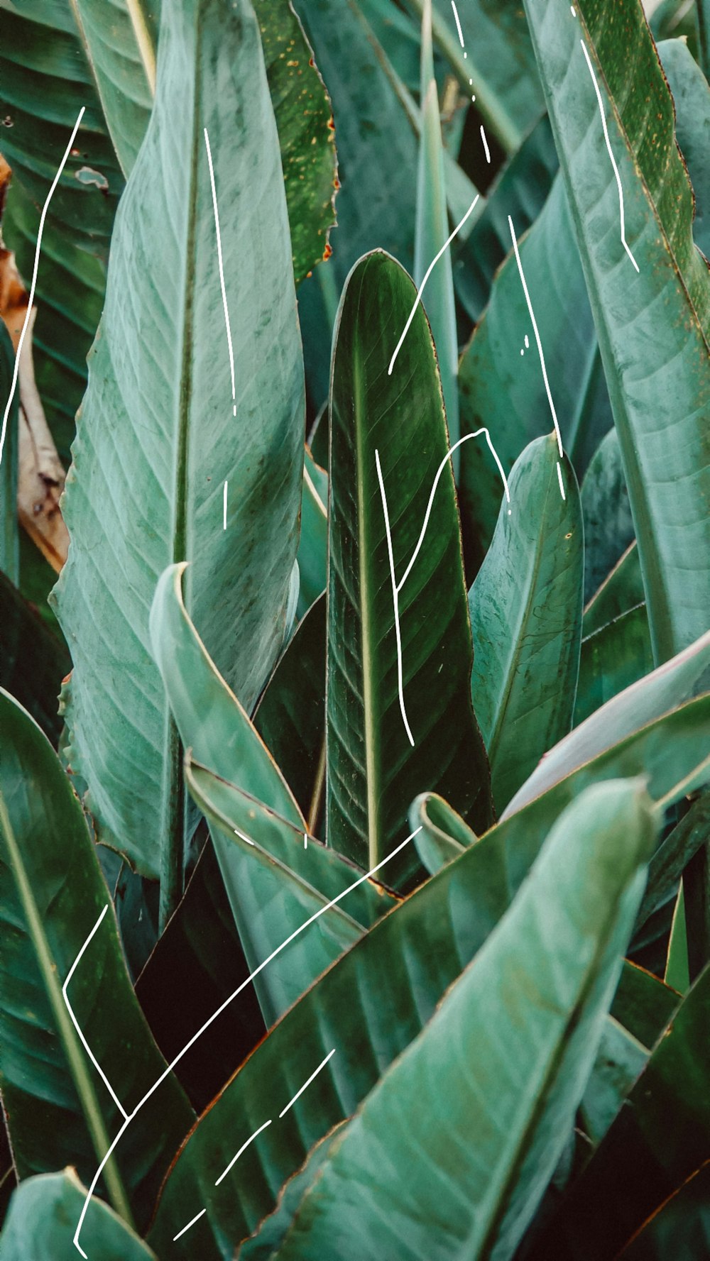 green leafed plant