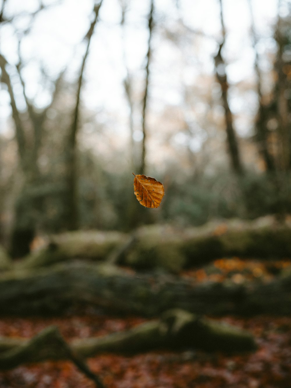 a leaf is hanging from a tree in the woods