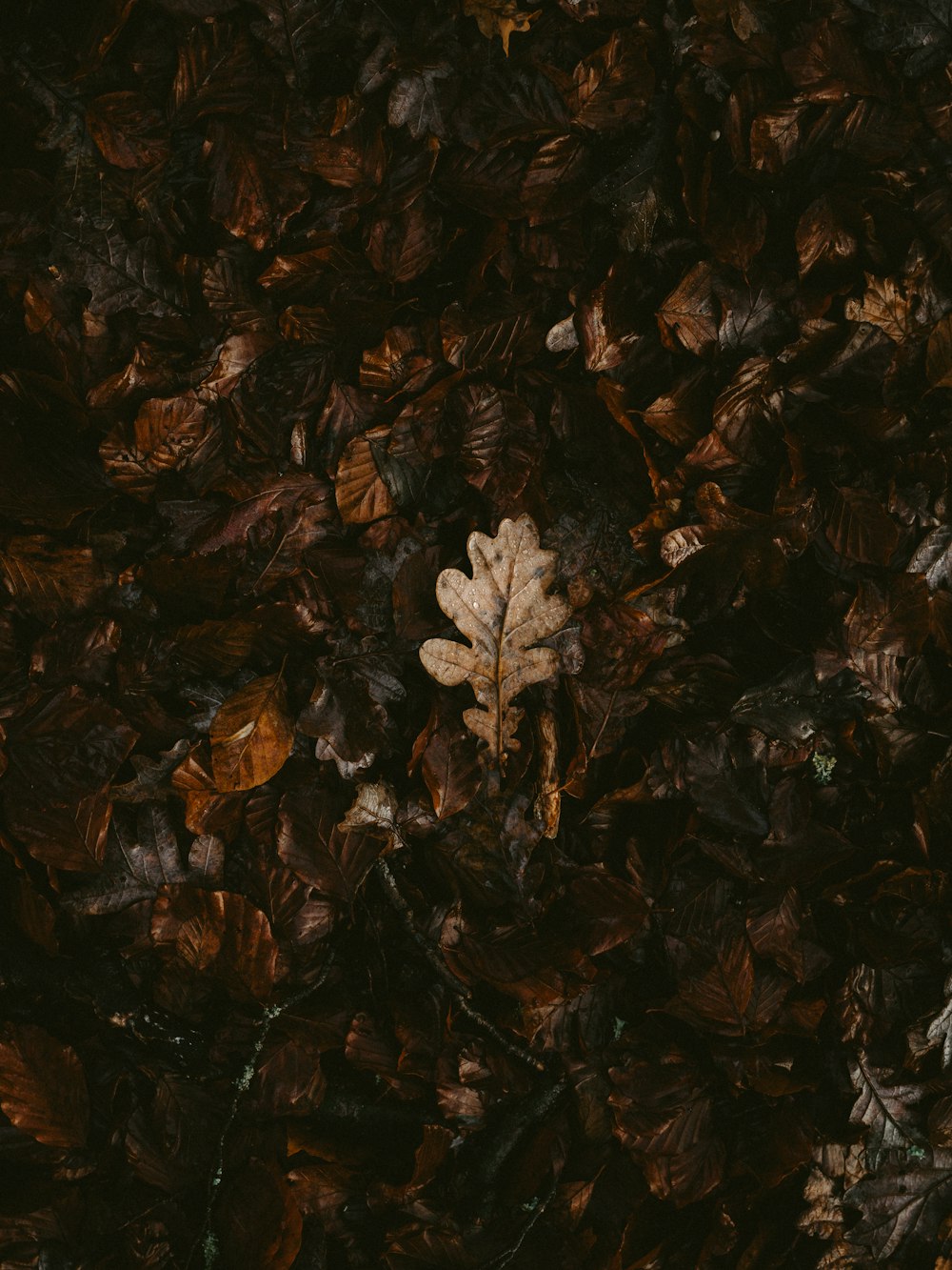 withered leaf on ground