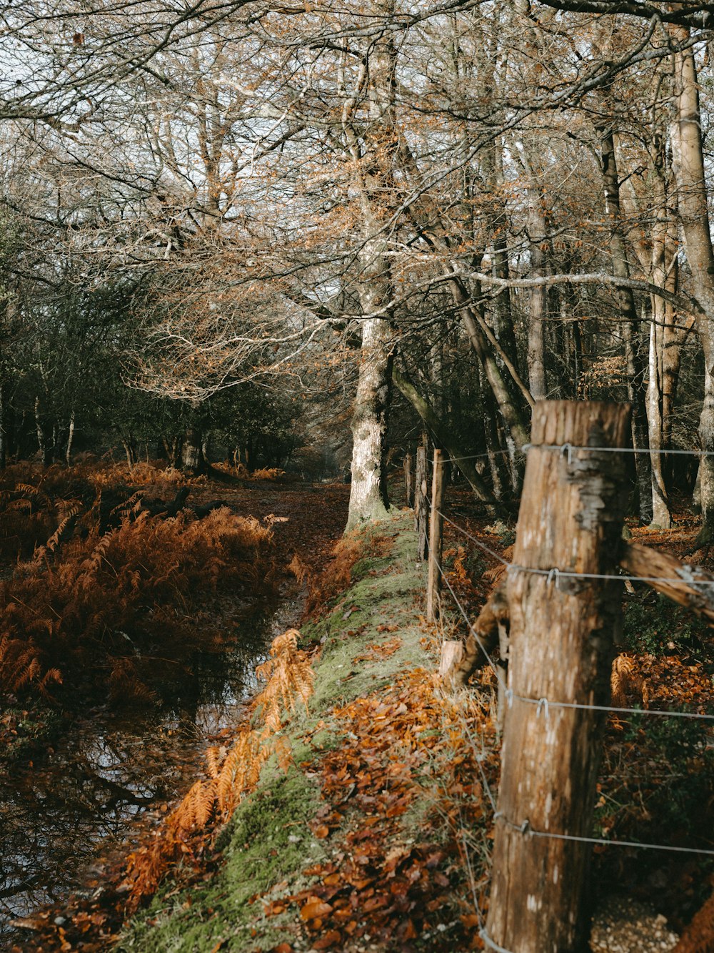 barbwire fence forest scenry