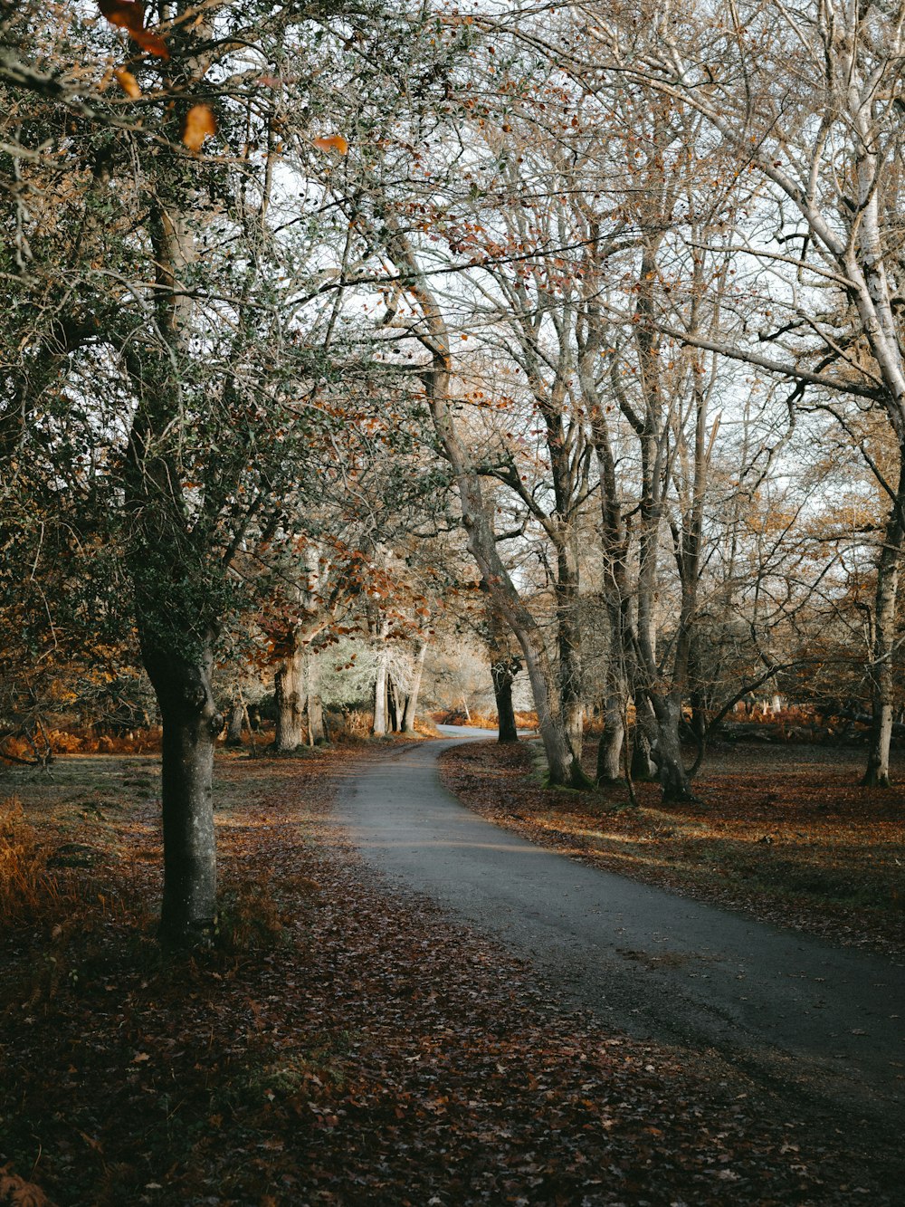 empty pathway between trees