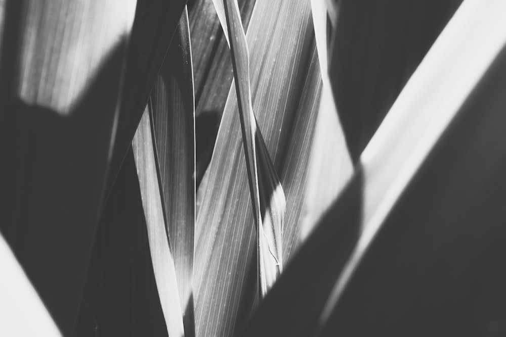 Una foto in bianco e nero di una pianta frondosa