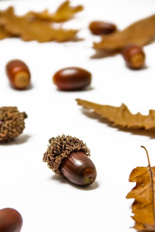 A collection of acorns and brown autumn leaves are scattered on a white surface. The acorns have dark brown caps with textured surfaces, and their smooth bodies are a lighter brown. The leaves are dry, showcasing shades of brown and light orange.