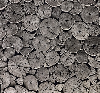 a black and white photo of a bunch of leaves