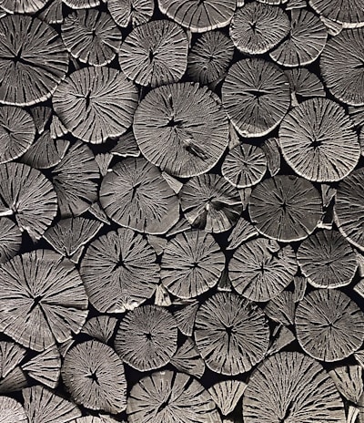 a black and white photo of a bunch of leaves