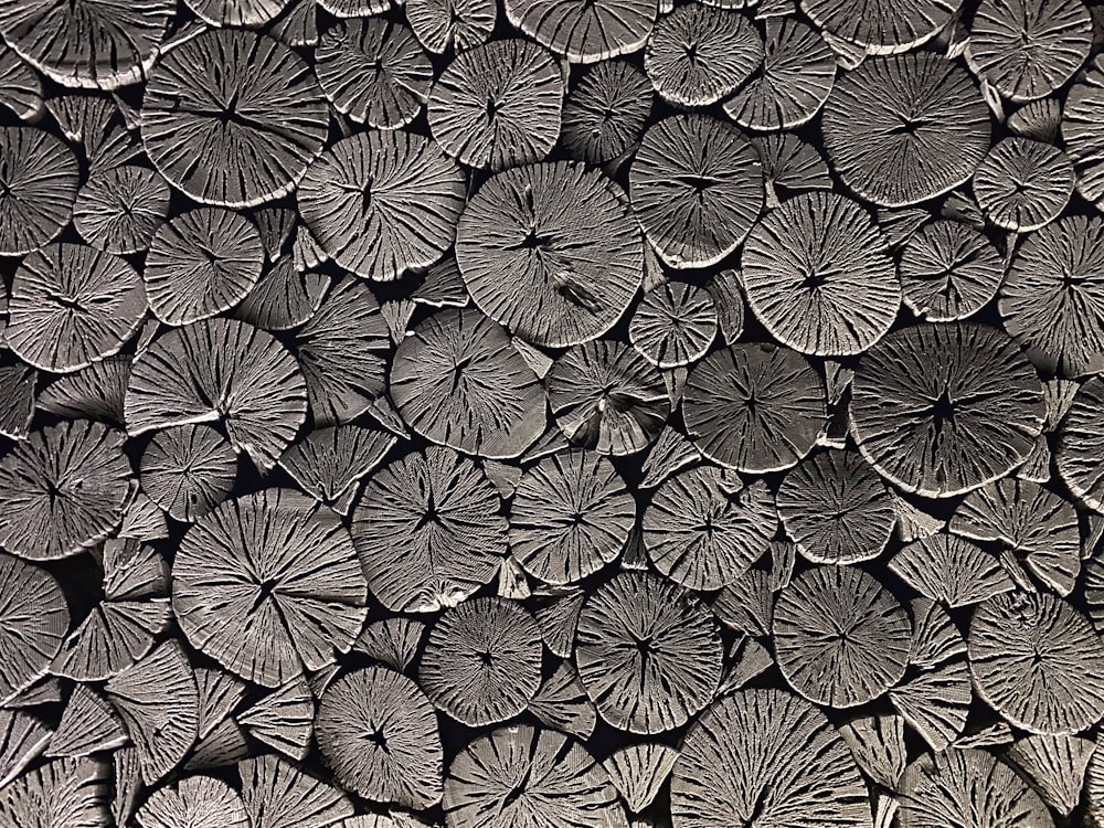 a black and white photo of a bunch of leaves