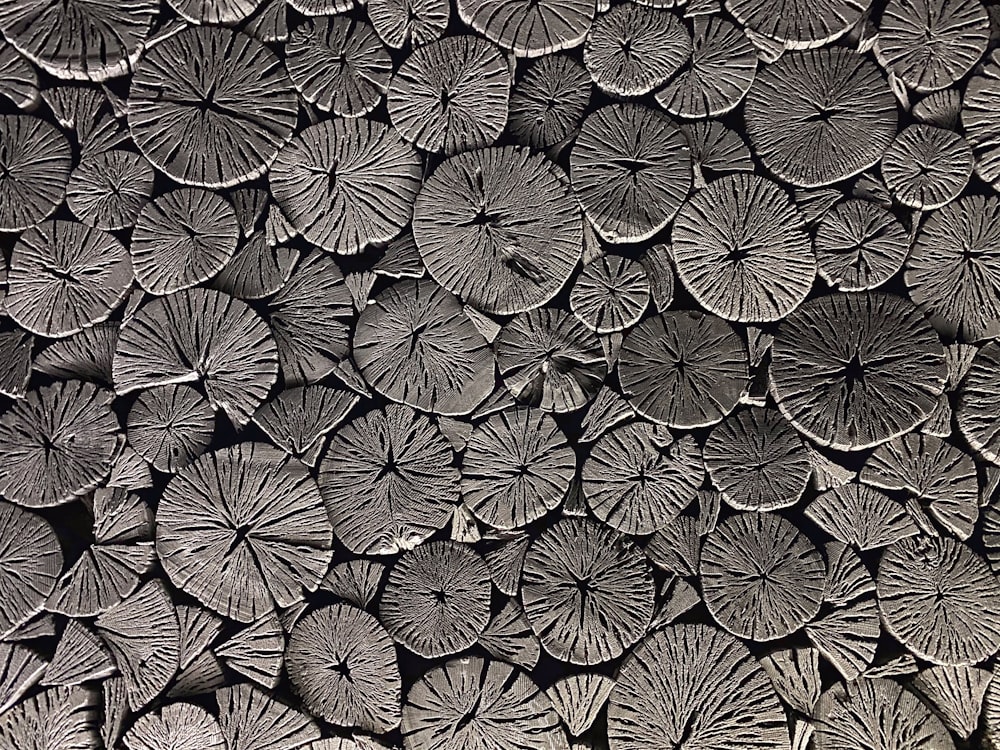 나뭇잎 무리의 흑백 사진
