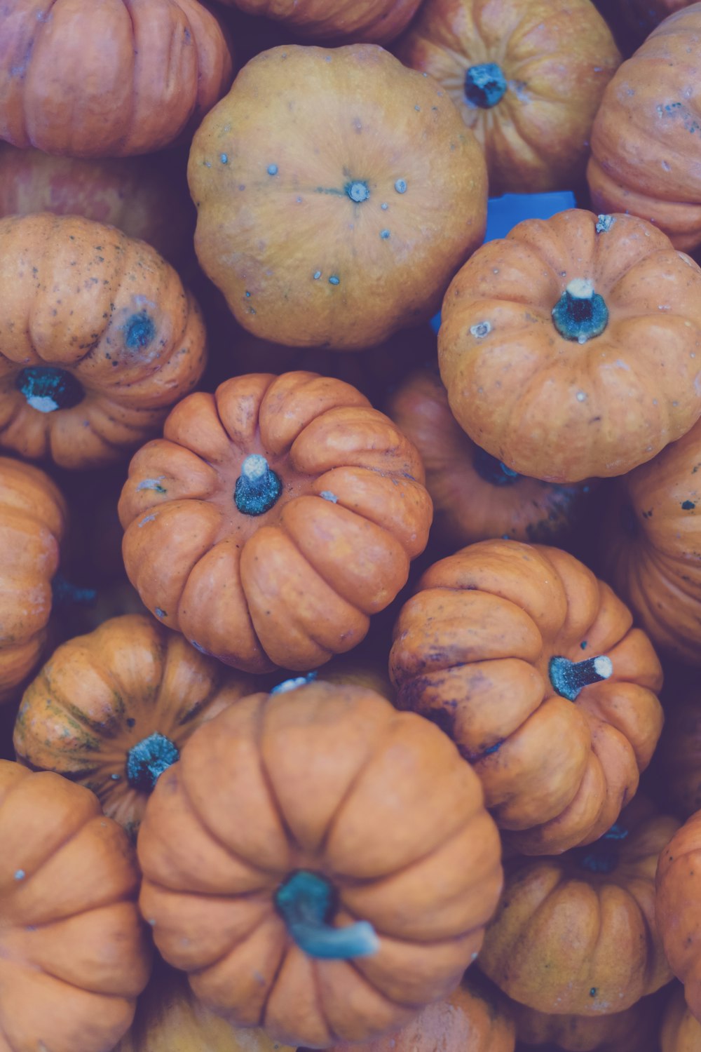 Lote de calabaza naranja