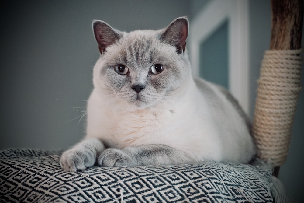 white cat on gray textile