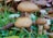Three mushrooms with brown caps and speckled textures are growing among green grass and fallen brown leaves.