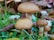 Three mushrooms with brown caps and speckled textures are growing among green grass and fallen brown leaves.