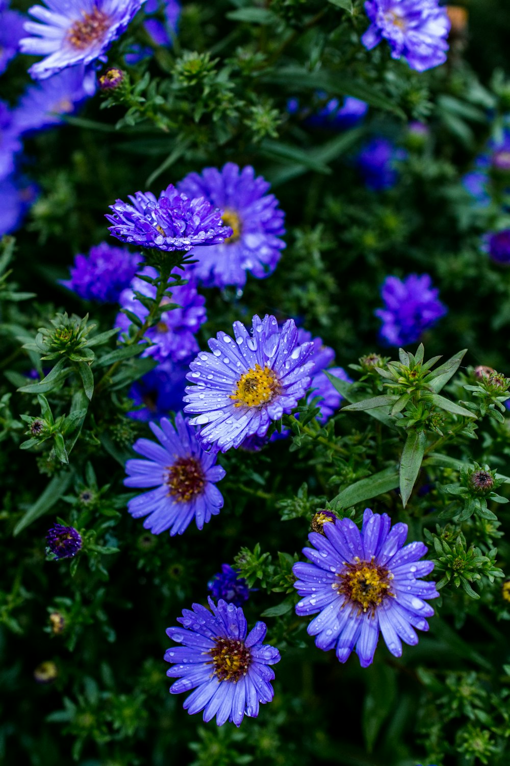 purple petaled flowers