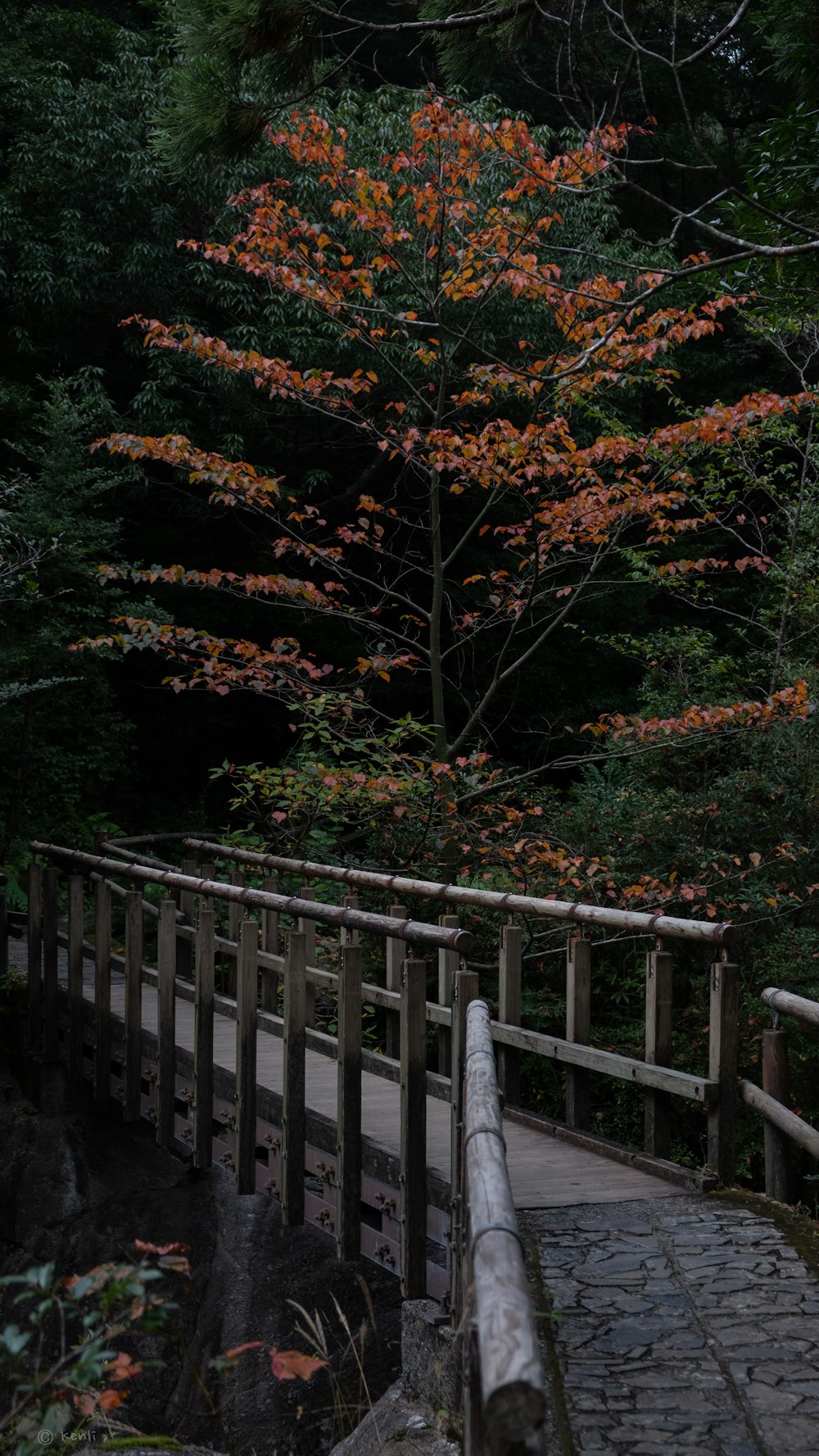 Arbres verts à côté du pont gris