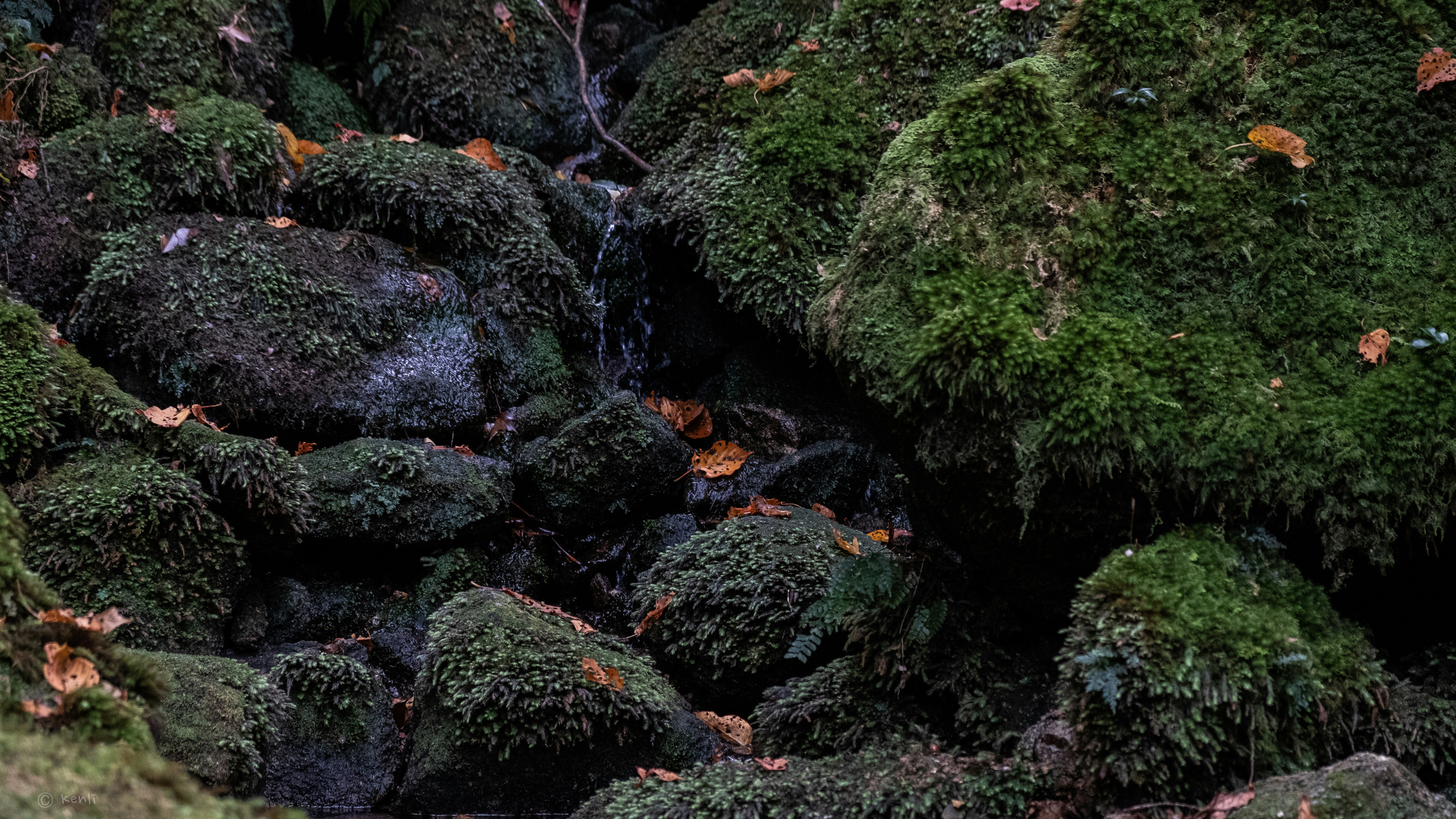 昼間は苔むした岩