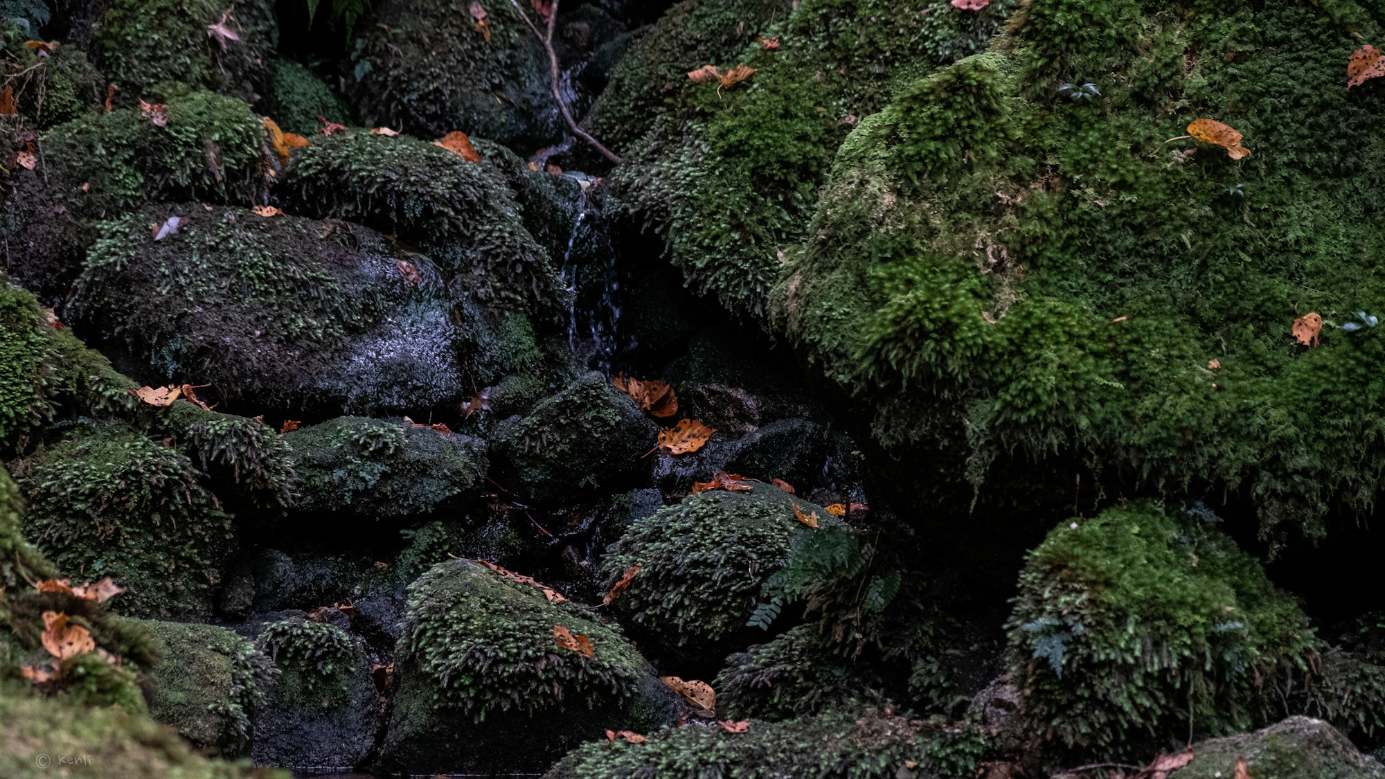 Discover Yakushima's Authentic Cuisine: Local Dishes, Restaurants & Recipes
