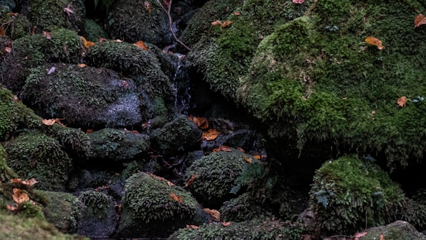 Discover Yakushima's Authentic Cuisine: Local Dishes, Restaurants & Recipes