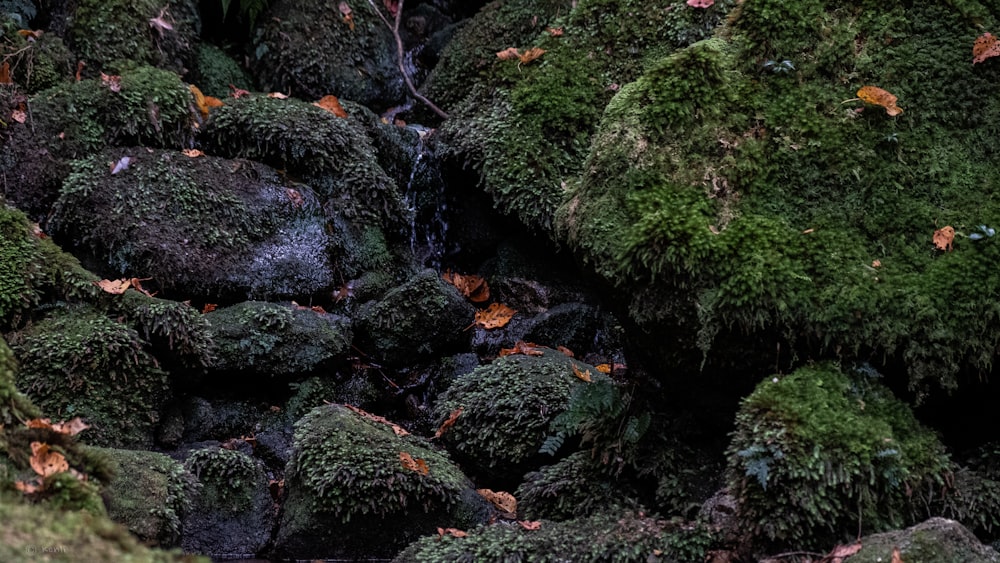 moss covered rocks during daytime