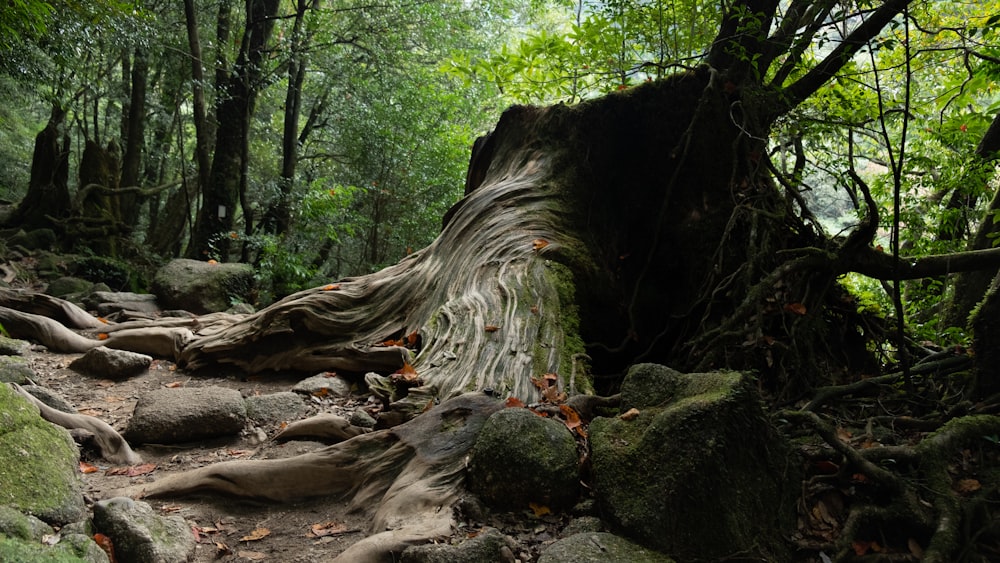 forest during daytime