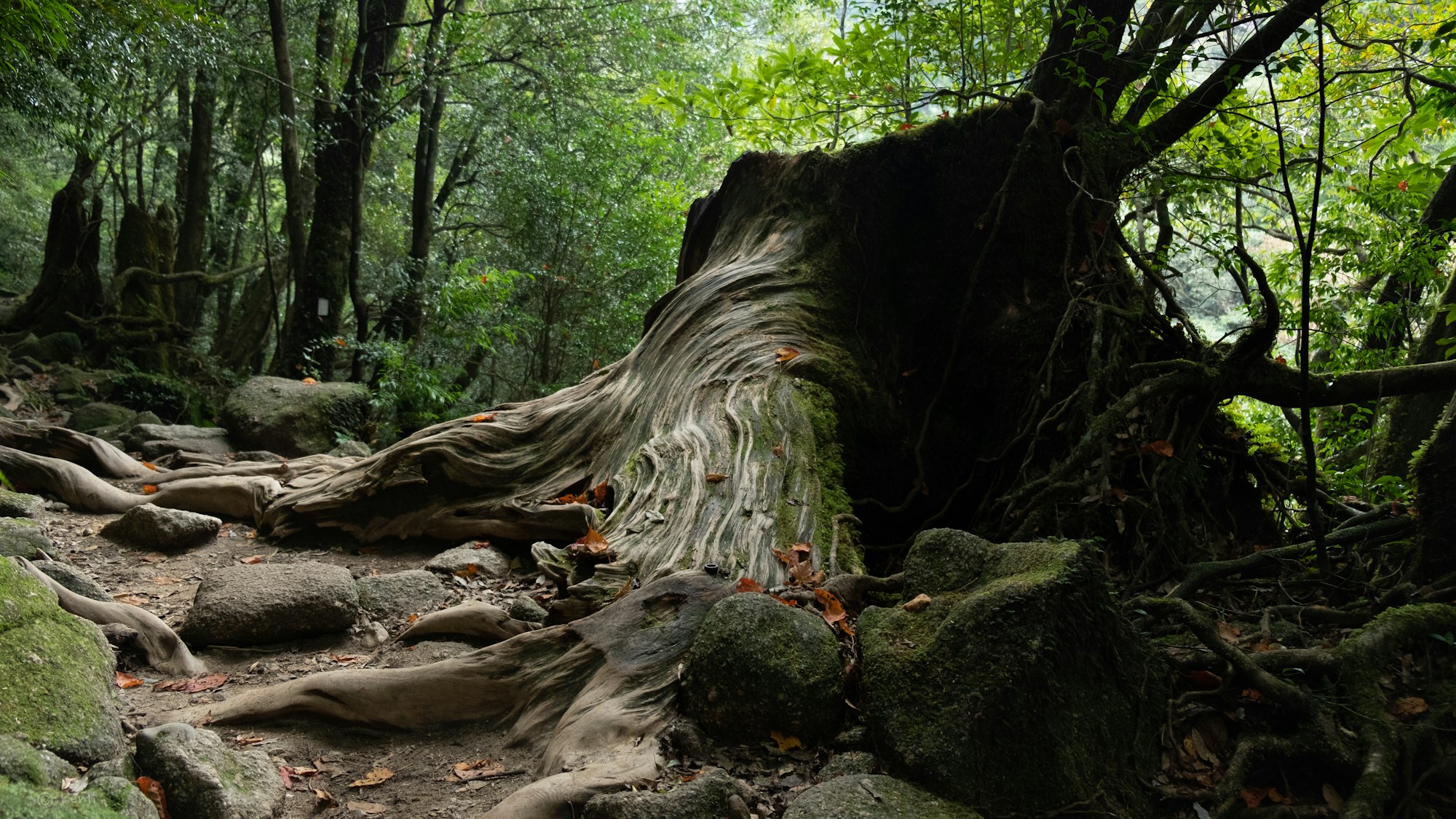 What to See in Yakushima: A Serene Japanese Island Adventure